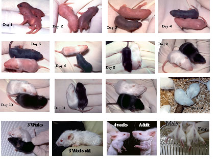 Mouse Pup Appearance by Age | Laboratory Animal Resource Center (LARC)