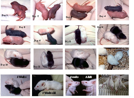 Mouse Age Chart