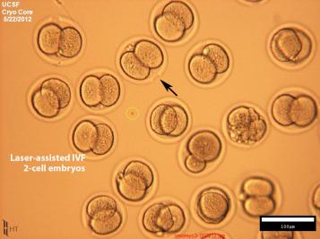 Cryopreservation and Resuscitation | Laboratory Animal Resource Center ...